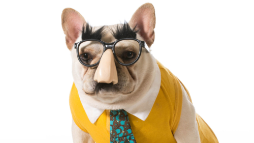 A dog in disguise illustrates an economy that may not be as it appears
