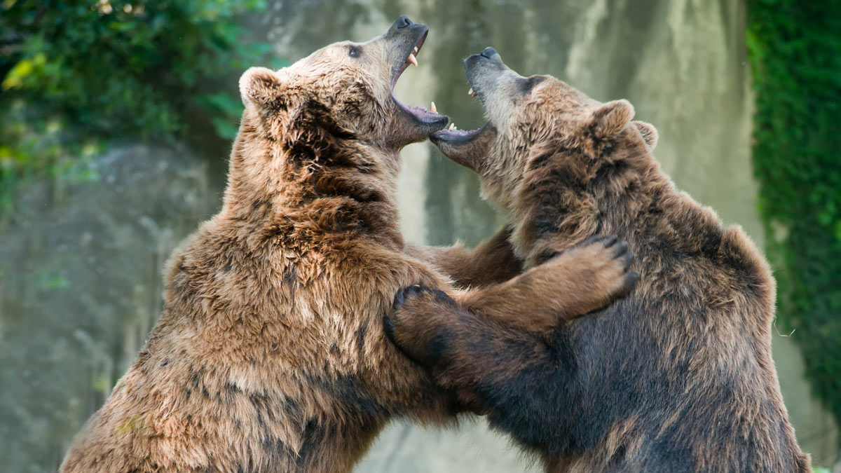 Close up image of two grizzly bears fighting
