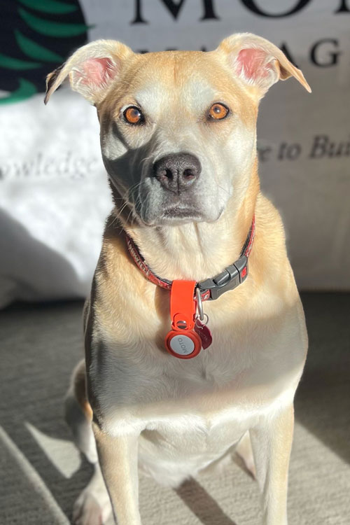 Portrait of Moto the office dog